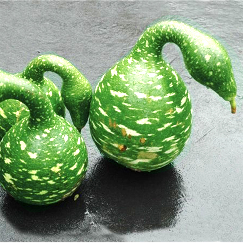 Hạt giống bầu thiên nga - Ảnh 1